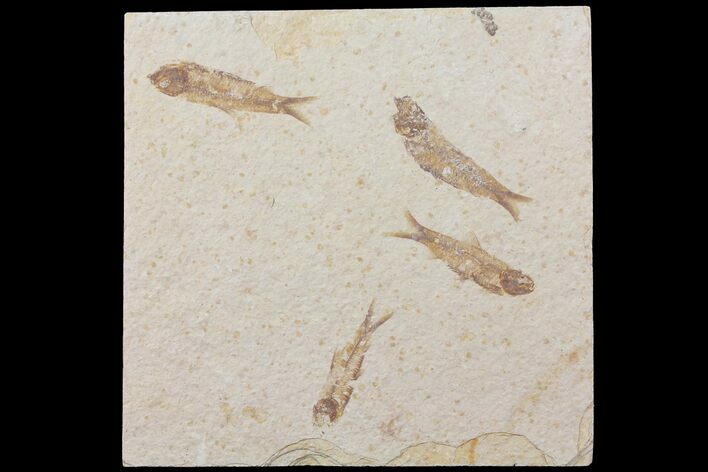 Fossil Fish (Knightia) Plate- Wyoming #111242